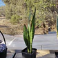 Sansevieria Zeylanica  - Miniatura 2