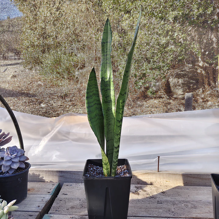 Sansevieria Zeylanica  3