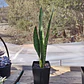 Sansevieria Zeylanica  - Miniatura 3