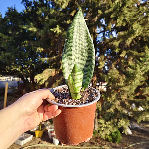 Sansevieria Robusta 