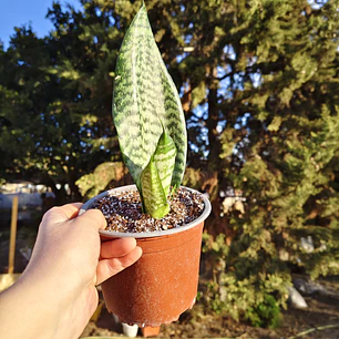 Sansevieria Robusta 