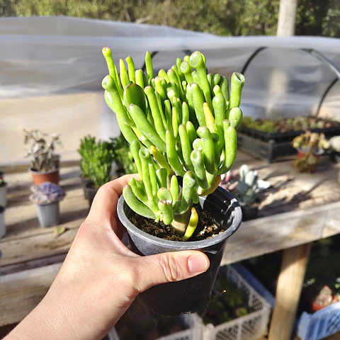 Crassula Ovata "Lady Finger"
