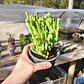Crassula Ovata 