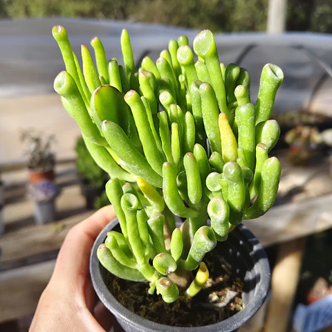 Crassula Ovata "Lady Finger"