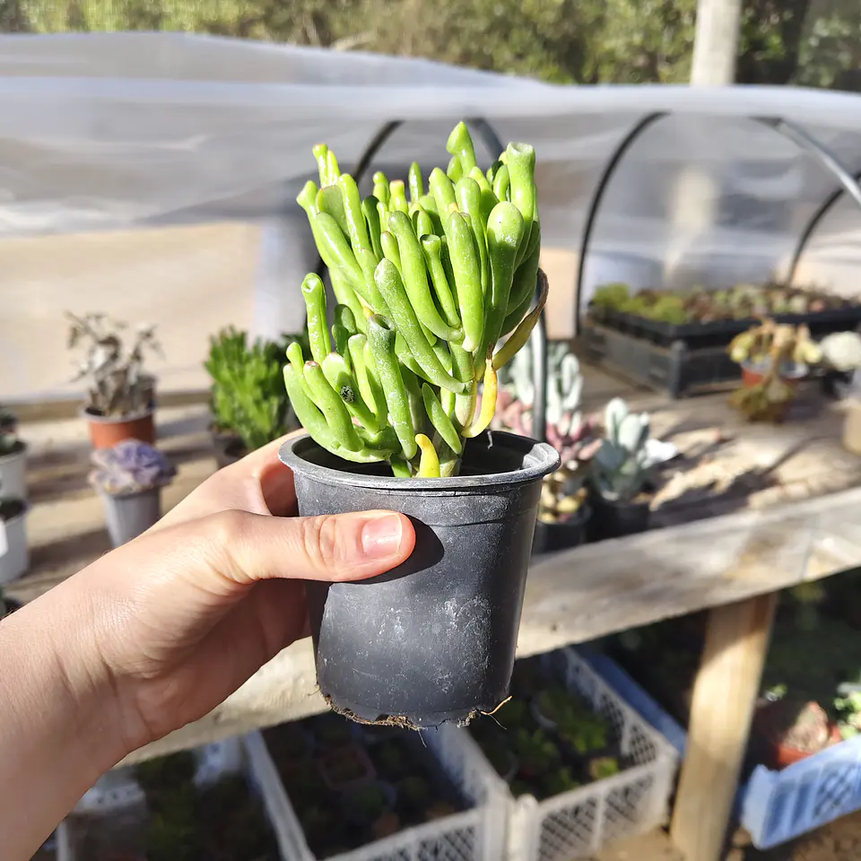 Crassula Ovata 