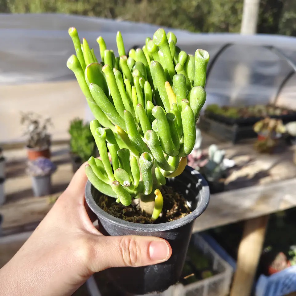Crassula Ovata 