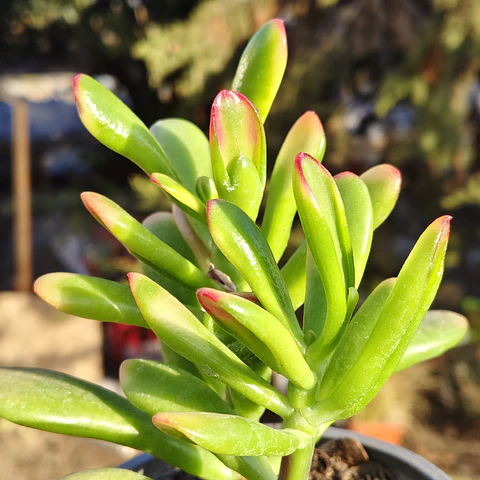 Crassula Ovata Hobbit tricolor - Oreja de Shrek tricolor 
