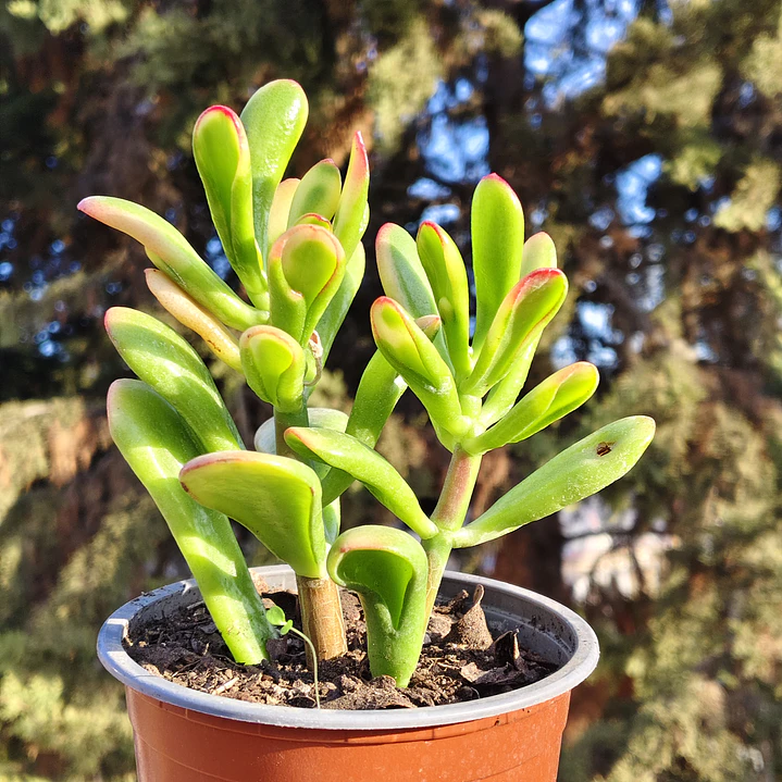 Crassula Ovata Hobbit tricolor - Oreja de Shrek tricolor  3