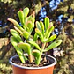 Crassula Ovata Hobbit tricolor - Oreja de Shrek tricolor  - Miniatura 3
