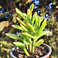 Crassula Ovata Hobbit tricolor - Oreja de Shrek tricolor  - Miniatura 4