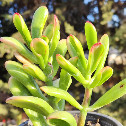 Crassula Ovata Hobbit tricolor - Oreja de Shrek tricolor 