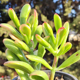 Crassula Ovata Hobbit tricolor - Oreja de Shrek tricolor 