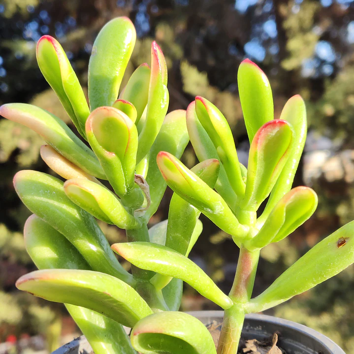 Crassula Ovata Hobbit tricolor - Oreja de Shrek tricolor  1