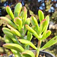 Crassula Ovata Hobbit tricolor - Oreja de Shrek tricolor  - Miniatura 1