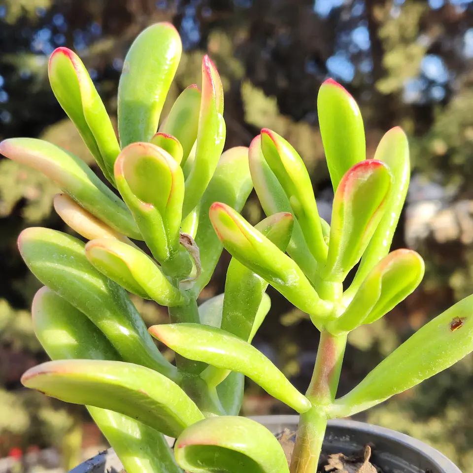 Crassula Ovata Hobbit tricolor - Oreja de Shrek tricolor  1