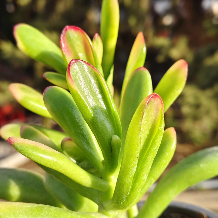 Crassula Ovata Hobbit tricolor - Oreja de Shrek tricolor  5