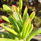 Crassula Ovata Hobbit tricolor - Oreja de Shrek tricolor  - Miniatura 5