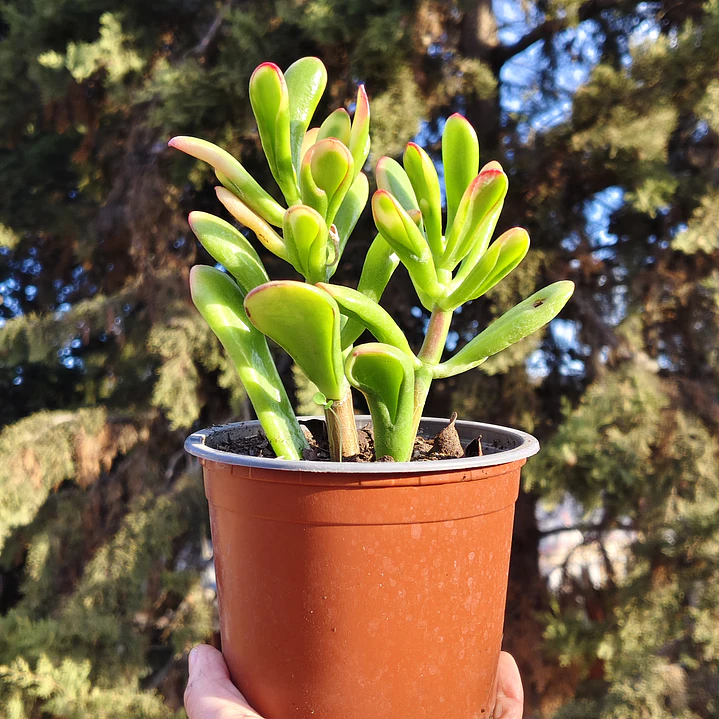 Crassula Ovata Hobbit tricolor - Oreja de Shrek tricolor  6