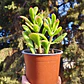 Crassula Ovata Hobbit tricolor - Oreja de Shrek tricolor  - Miniatura 6