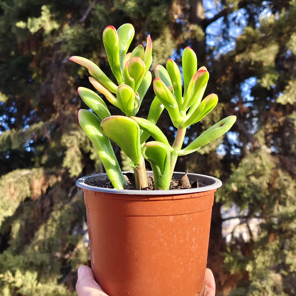 Crassula Ovata Hobbit tricolor - Oreja de Shrek tricolor  6