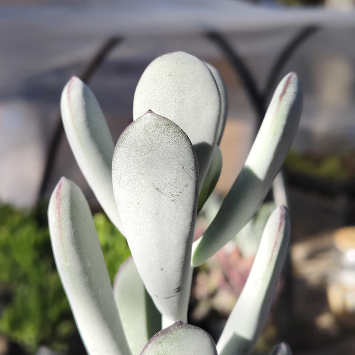 Cotyledon Oophyla 1