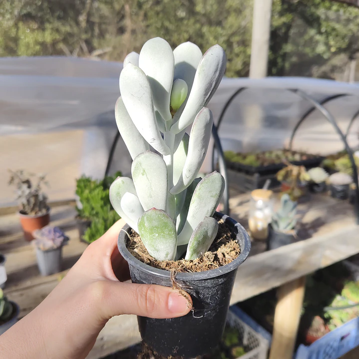 Cotyledon Oophyla 2