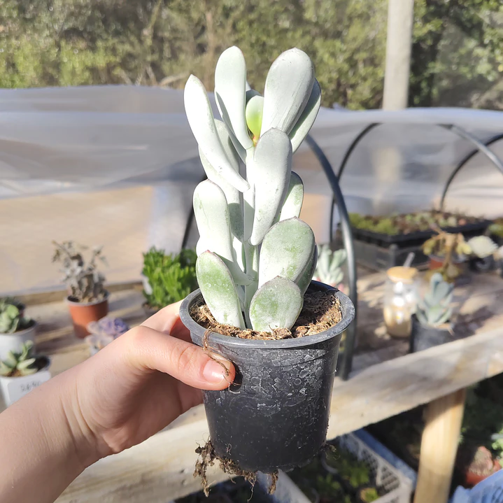 Cotyledon Oophyla 3