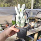 Cotyledon Oophyla - Miniatura 3