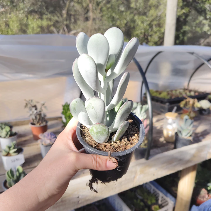 Cotyledon Oophyla 4