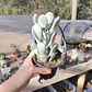 Cotyledon Oophyla - Miniatura 4