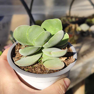 Crassula Cotyledonis