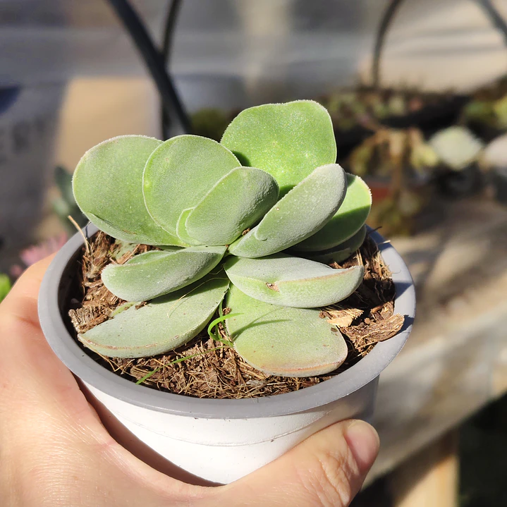Crassula Cotyledonis 1
