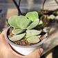 Crassula Cotyledonis - Miniatura 1