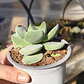 Crassula Cotyledonis - Miniatura 2