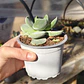 Crassula Cotyledonis - Miniatura 3