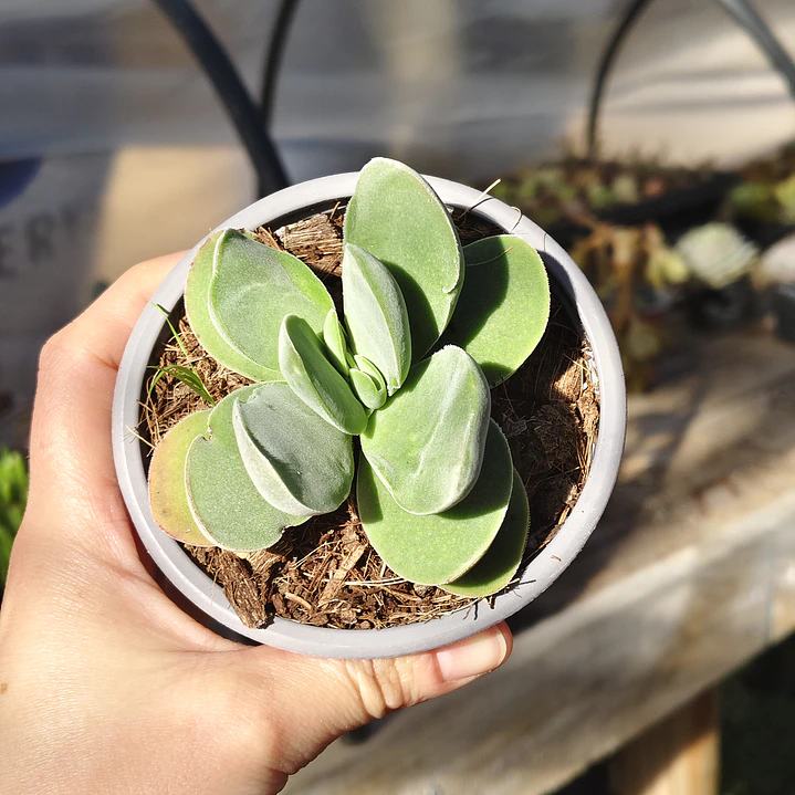 Crassula Cotyledonis 4