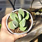 Crassula Cotyledonis - Miniatura 4