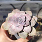 Graptopetalum Superbum - Miniatura 1