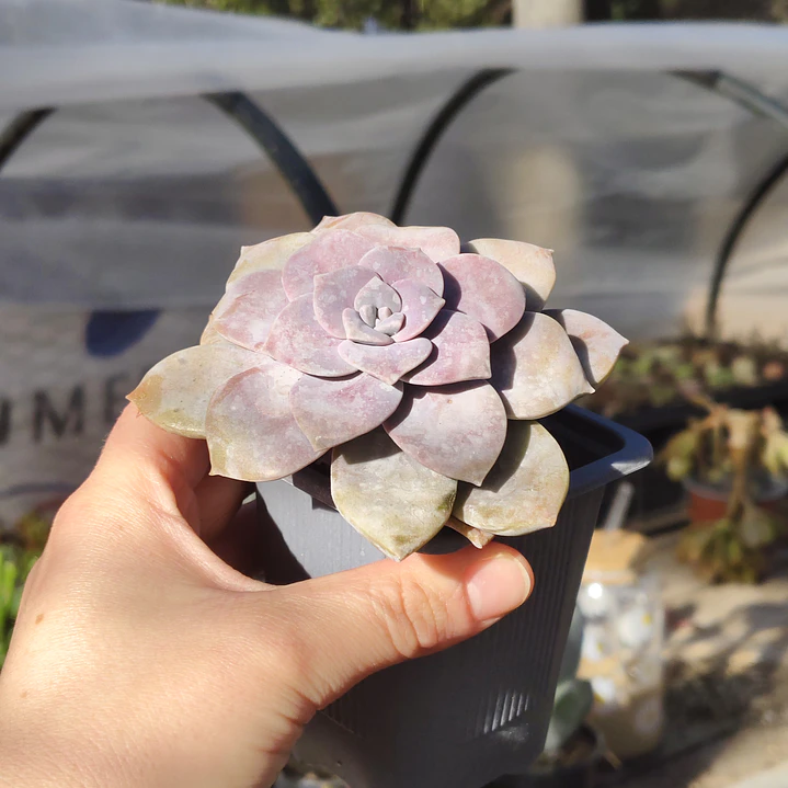 Graptopetalum Superbum 2
