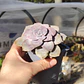 Graptopetalum Superbum - Miniatura 2