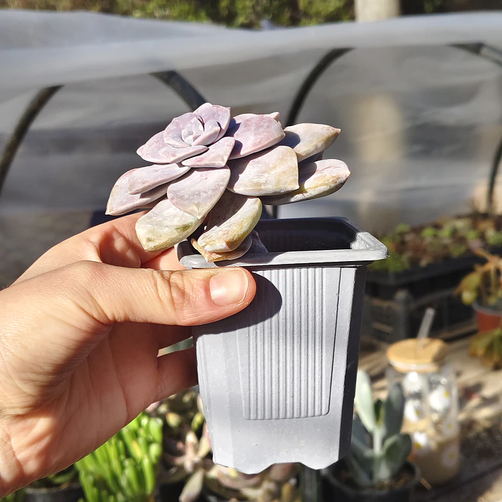 Graptopetalum Superbum 3
