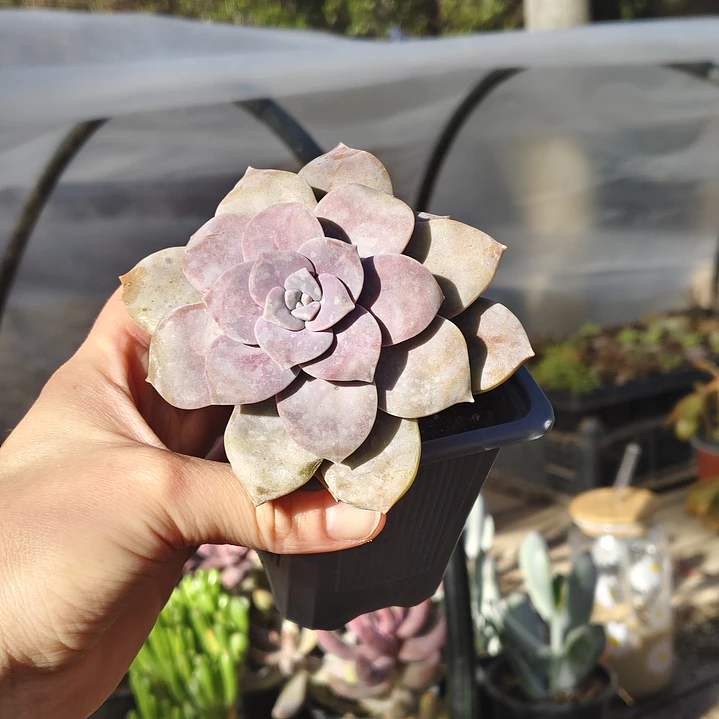 Graptopetalum Superbum 4