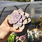 Graptopetalum Superbum - Miniatura 4
