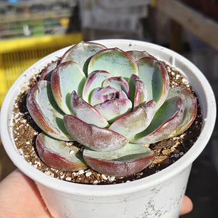 Echeveria Black Opal