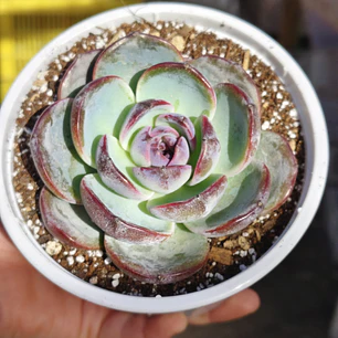 Echeveria Black Opal