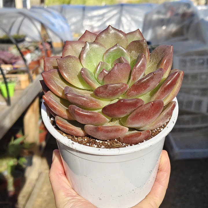 Echeveria pink champagne  1