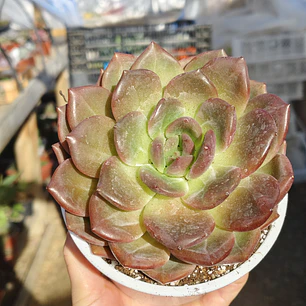 Echeveria pink champagne 