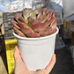 Echeveria pink champagne  - Miniatura 3