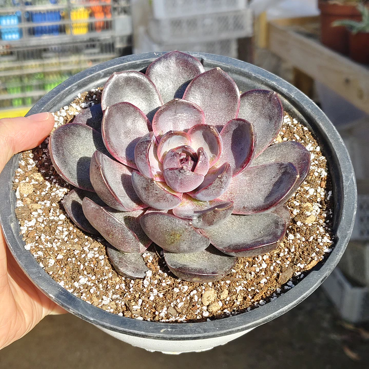 Echeveria J'adore - Coreana  1