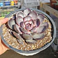 Echeveria J'adore - Coreana  - Miniatura 1